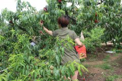 “蟠桃”盛會：你來采呀，我來吃（圖）